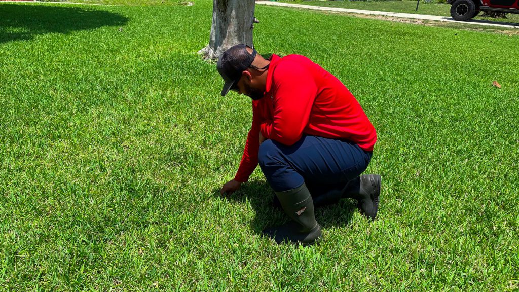 checking lawn