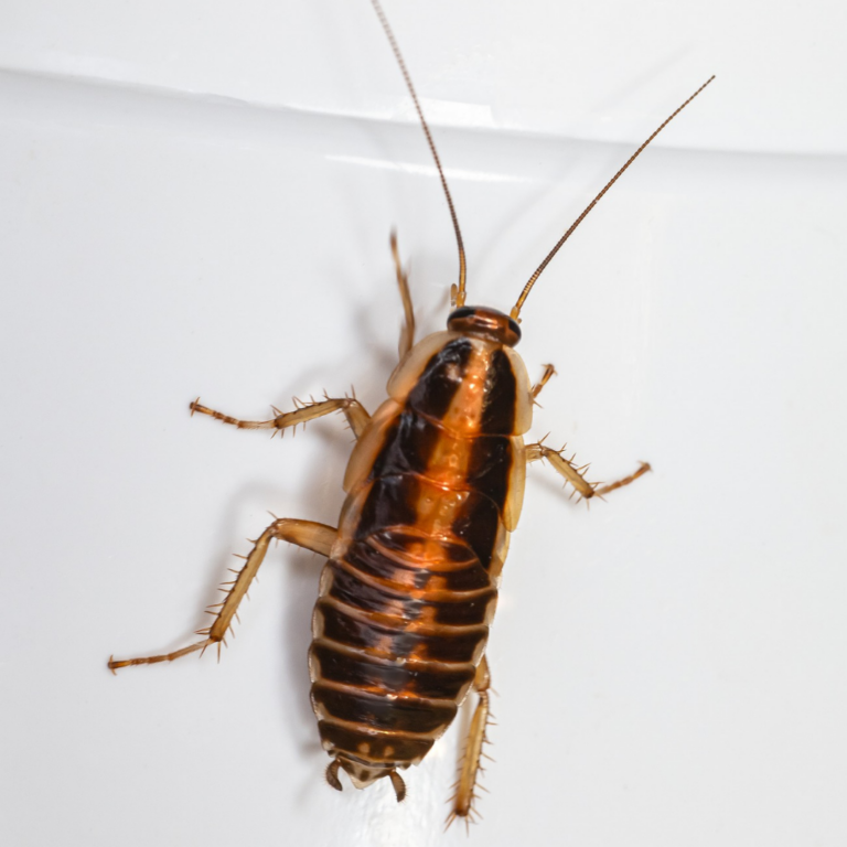 German Cockroach