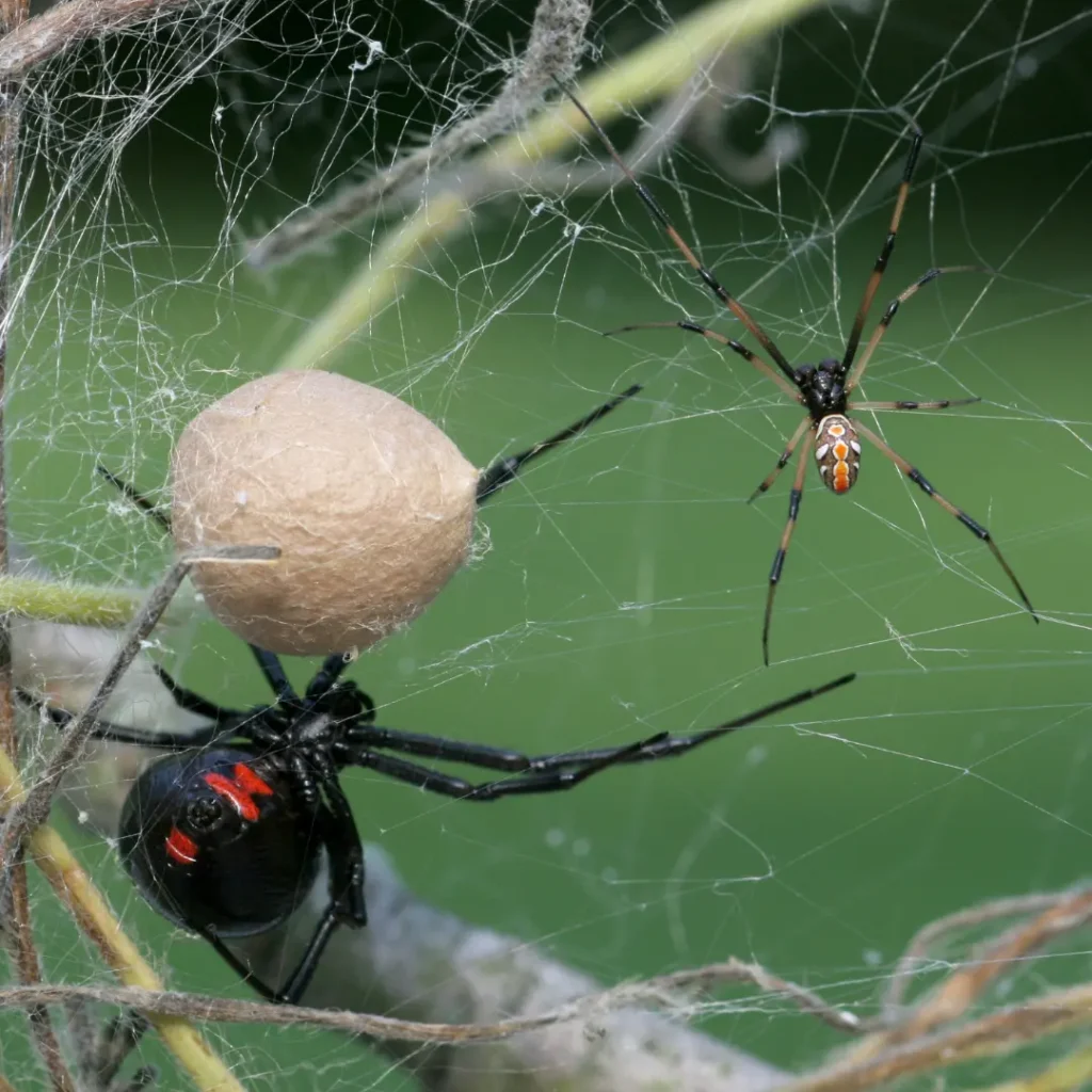 Black widow spider