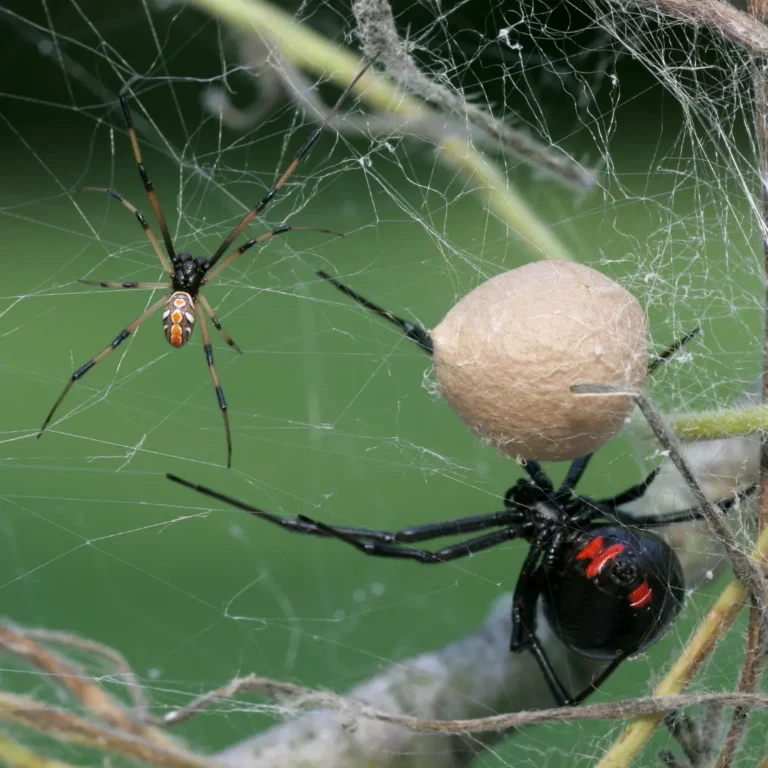 Black widow spider