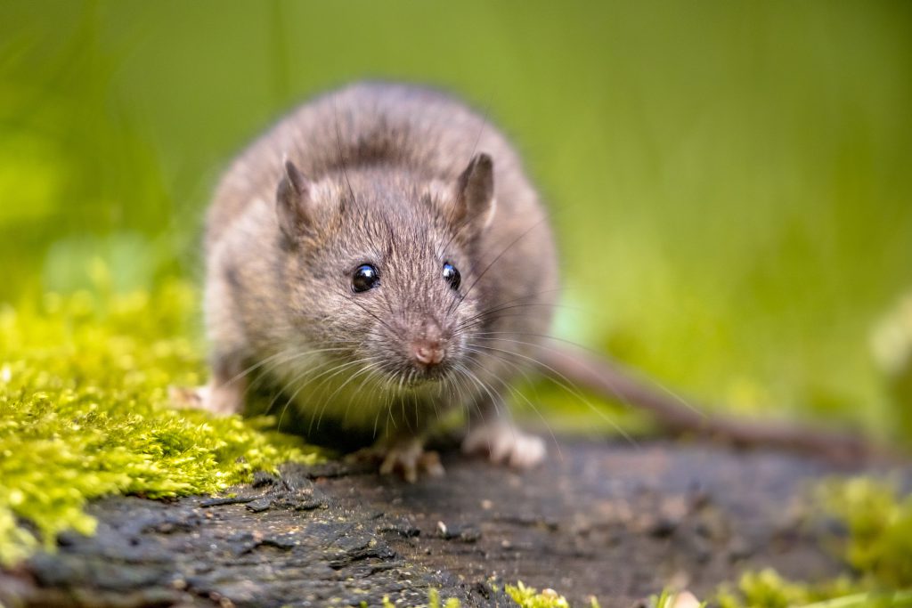 brown rat in grass