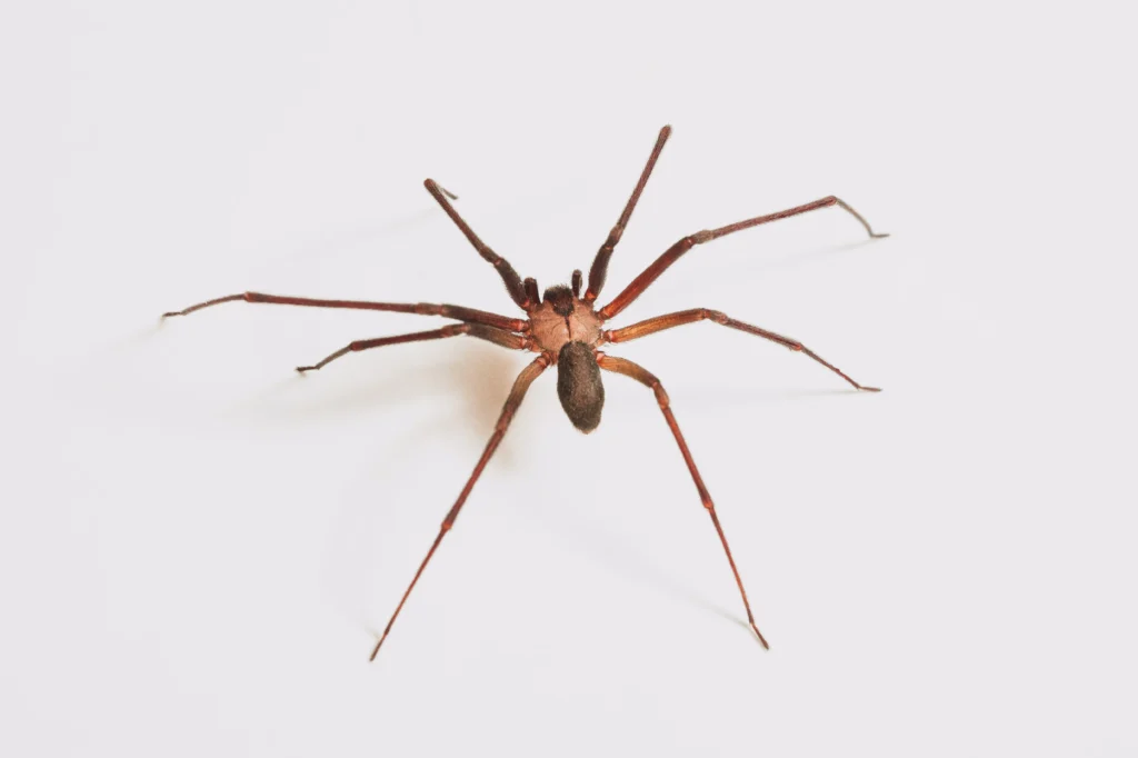 Brown Recluse Spider