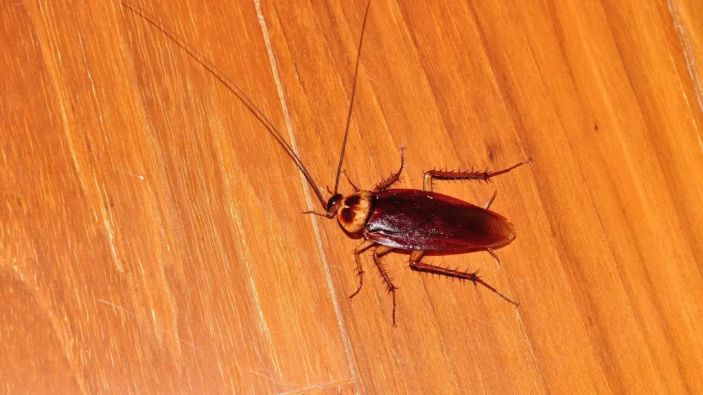 American Cockroach