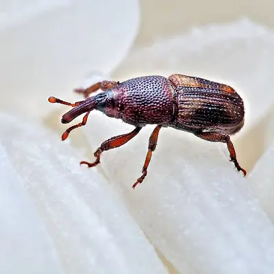 pantry pest