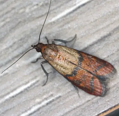 pantry pest