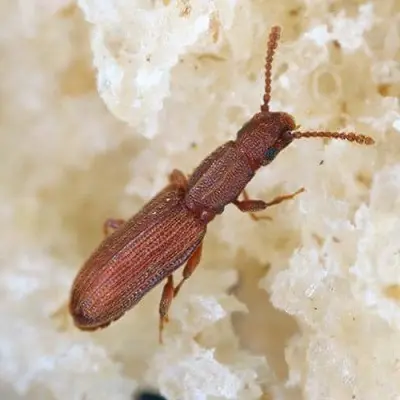 pantry pest