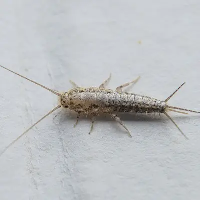 silverfish