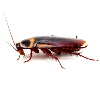 American Cockroach