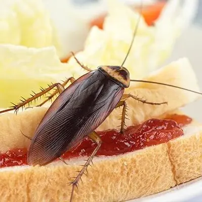 American Cockroach