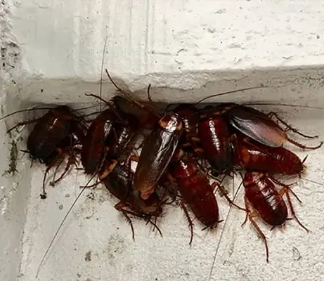 American Cockroach