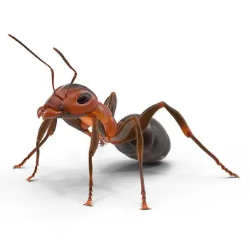 Ant