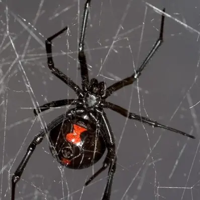 Black widow spider