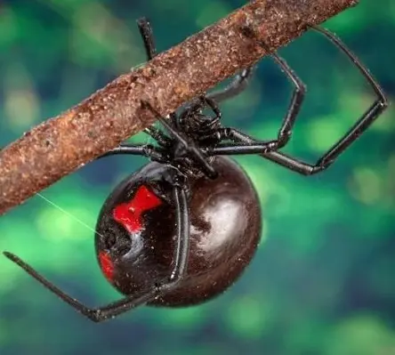 Black widow spider