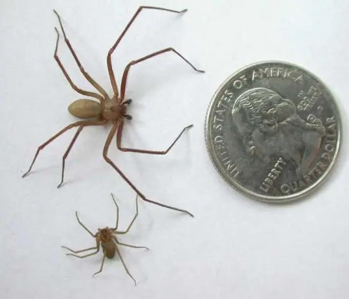 brown recluse spider