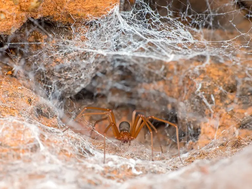 brown recluse spider