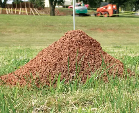 Fire ant mound