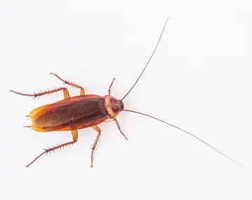 german cockroach