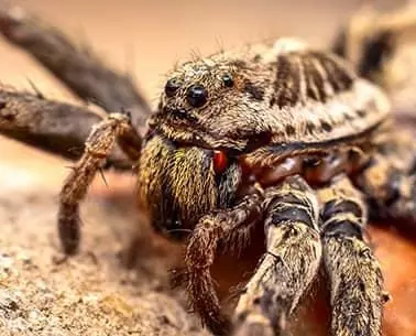 wolf spider