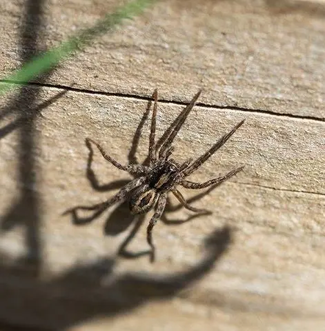 wolf spider