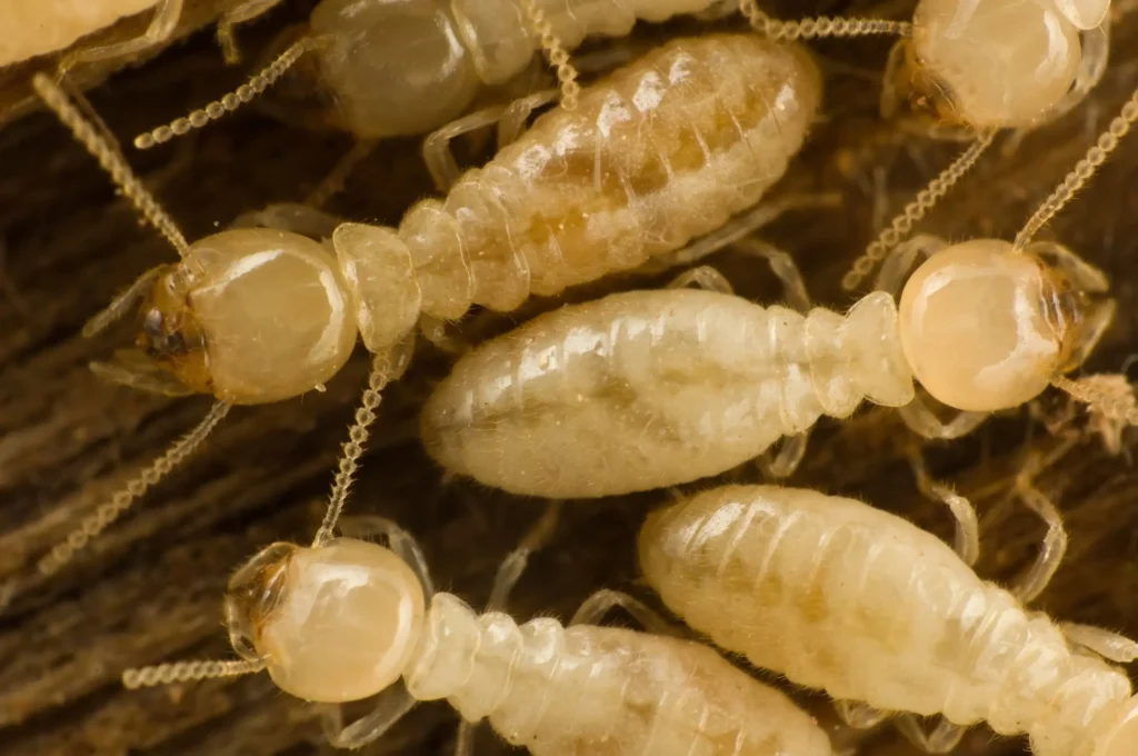 subterranean termites