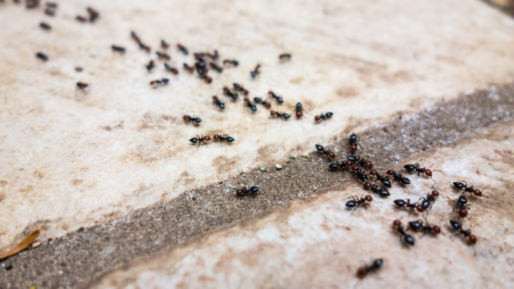 ants, ants in home, ant