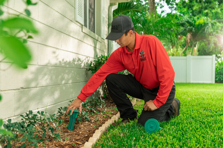 termite, bait station, pest control, subterranean termite