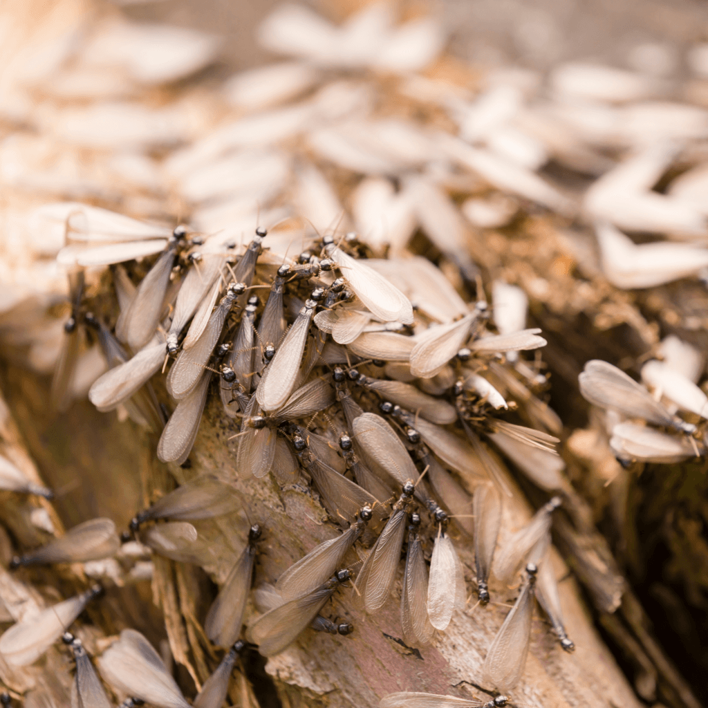 subterranean termite