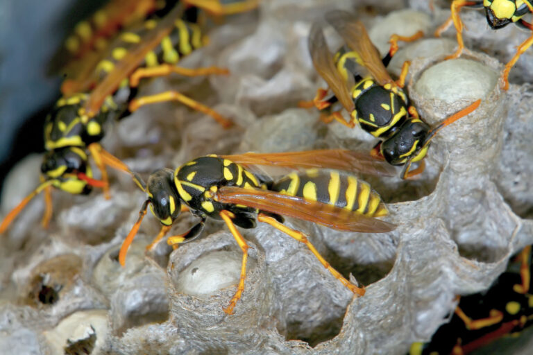 different types of wasps