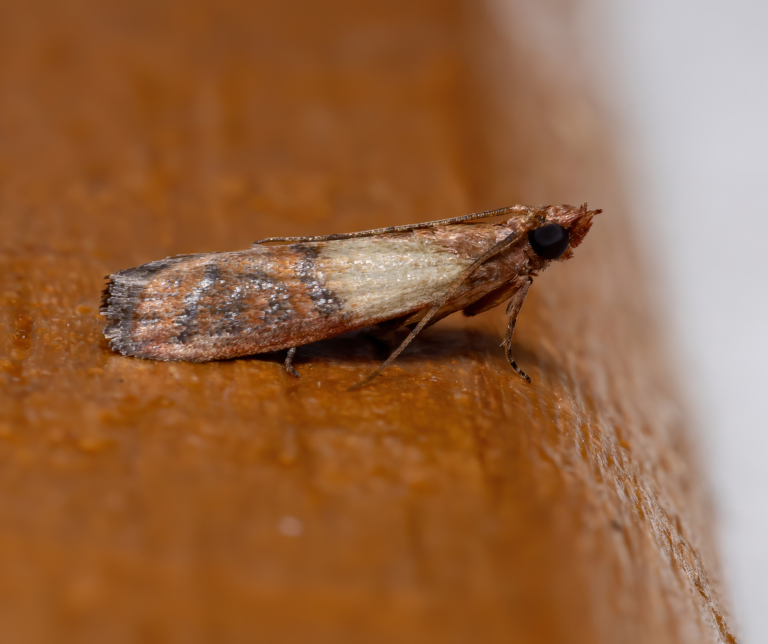 Indian meal moth