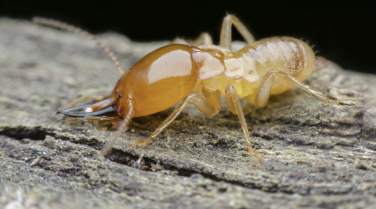 do termites bite