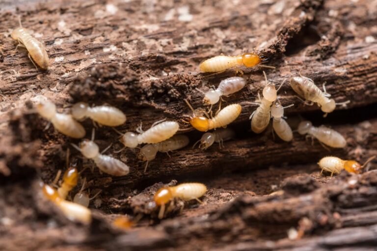 cause of termites