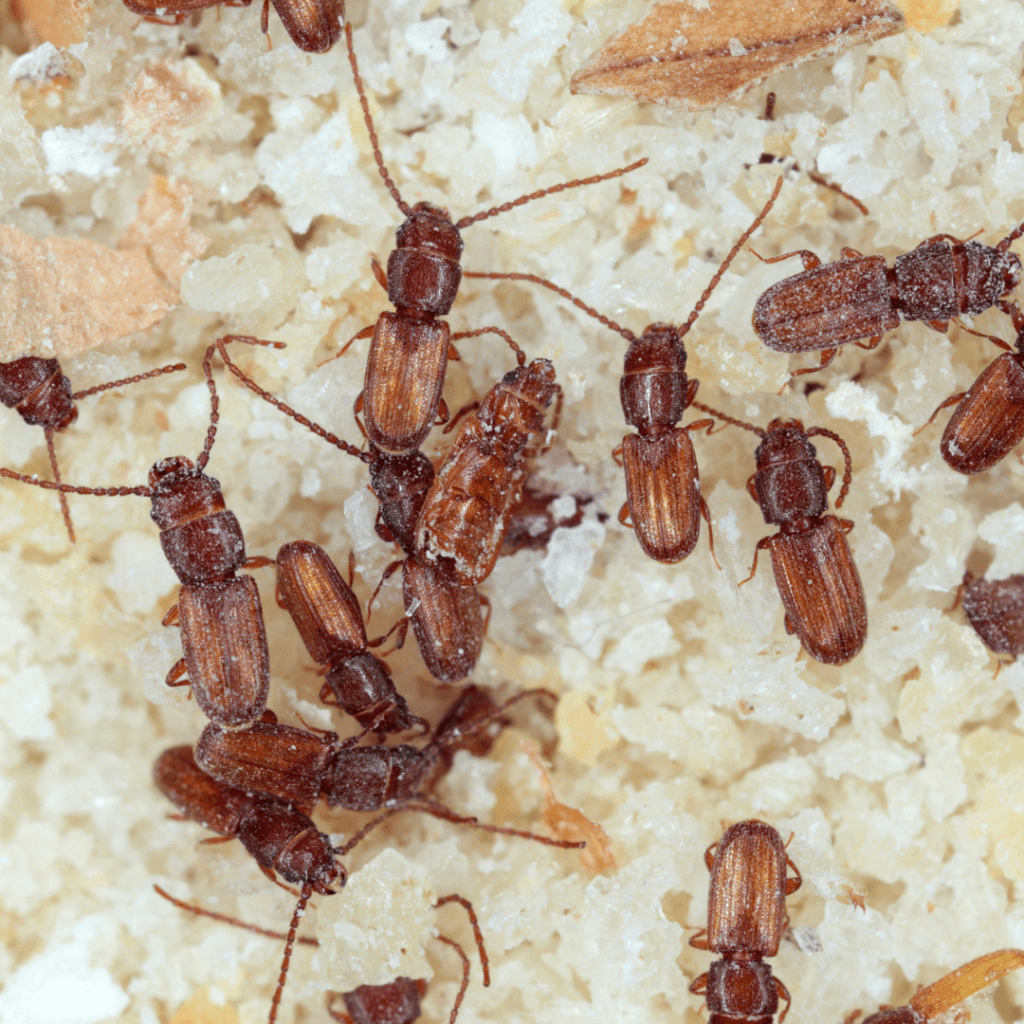 how to get rid of grain beetles