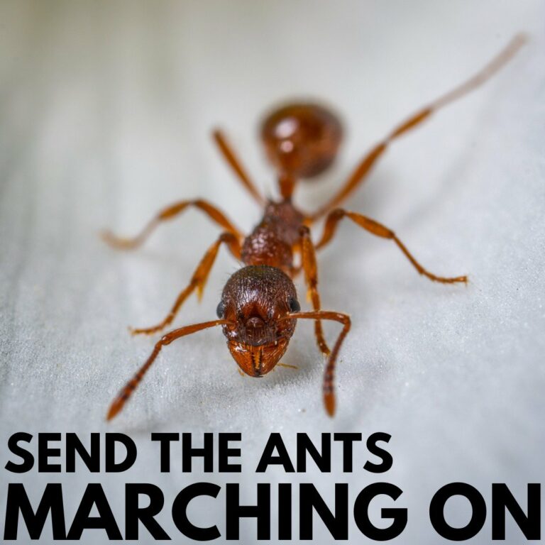 Tips to Keep Ants out of your Sarasota Home cover