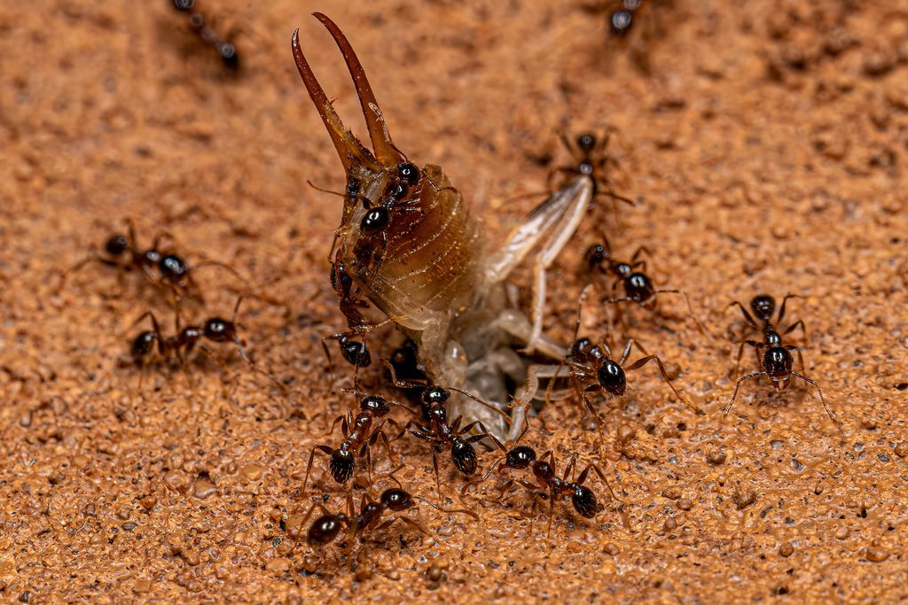 Adult Female Big-headed Ants of the Genus Pheidole preying on an adult Earwig insect of the Order Dermaptera.