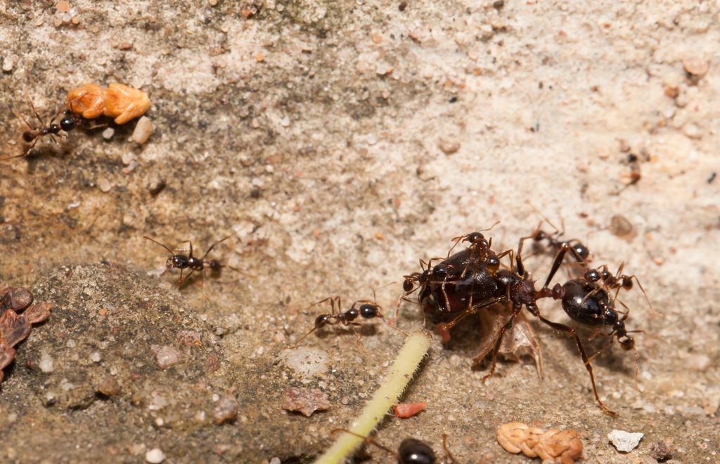 Big headed ant team work to move big worm.