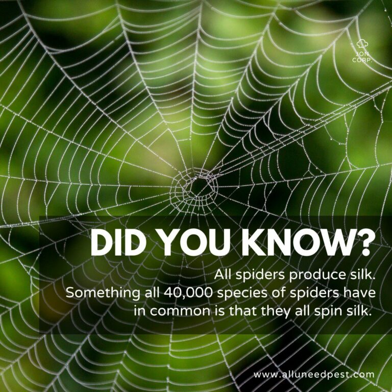 Fun Facts About Spiders cover