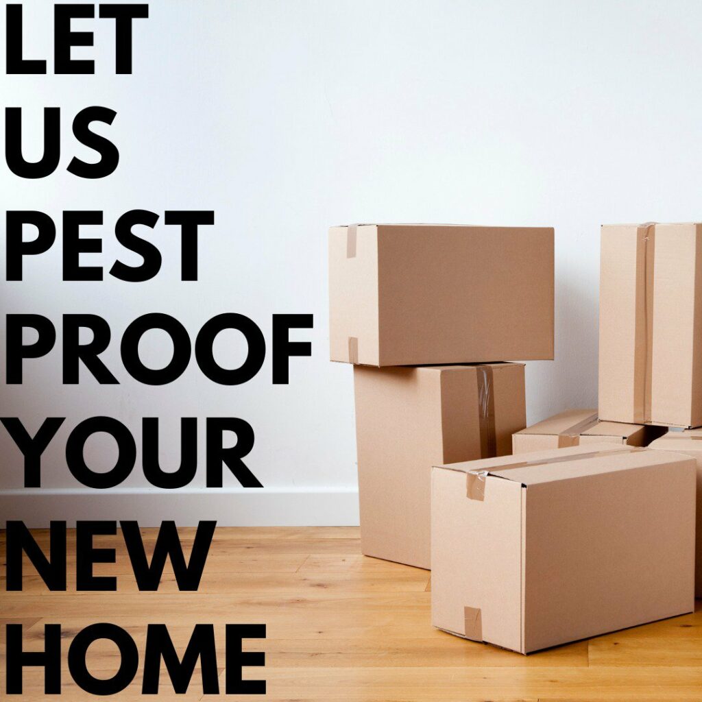 Moving to Tampa Bay? Here is a Quick Pest Control Guide cover