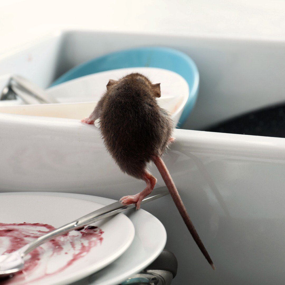 How to Deal with Rodents in Cypress TX | All “U” Need Pest Control