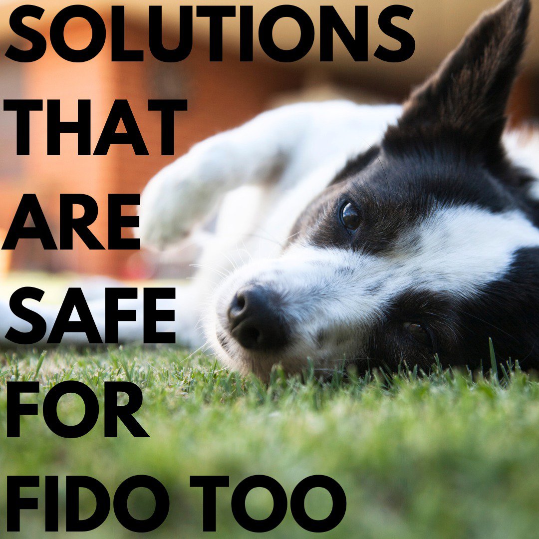 Picture of Pet Friendly Pest Control | All 