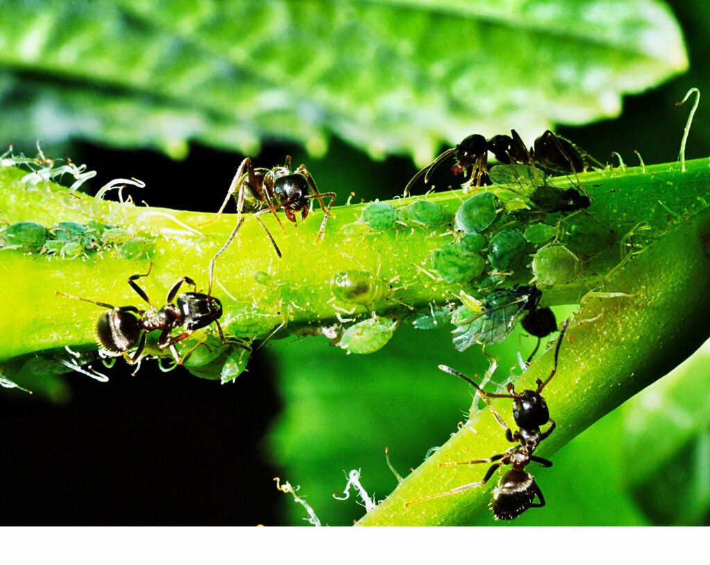 Could Aphids be the Source of Your Ant Problem? cover