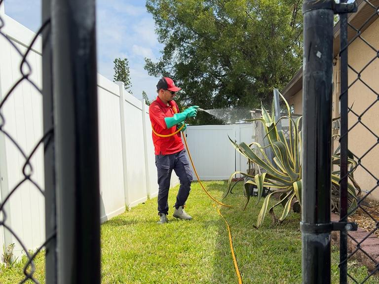 Earwigs in Jacksonville? What Should you do? cover