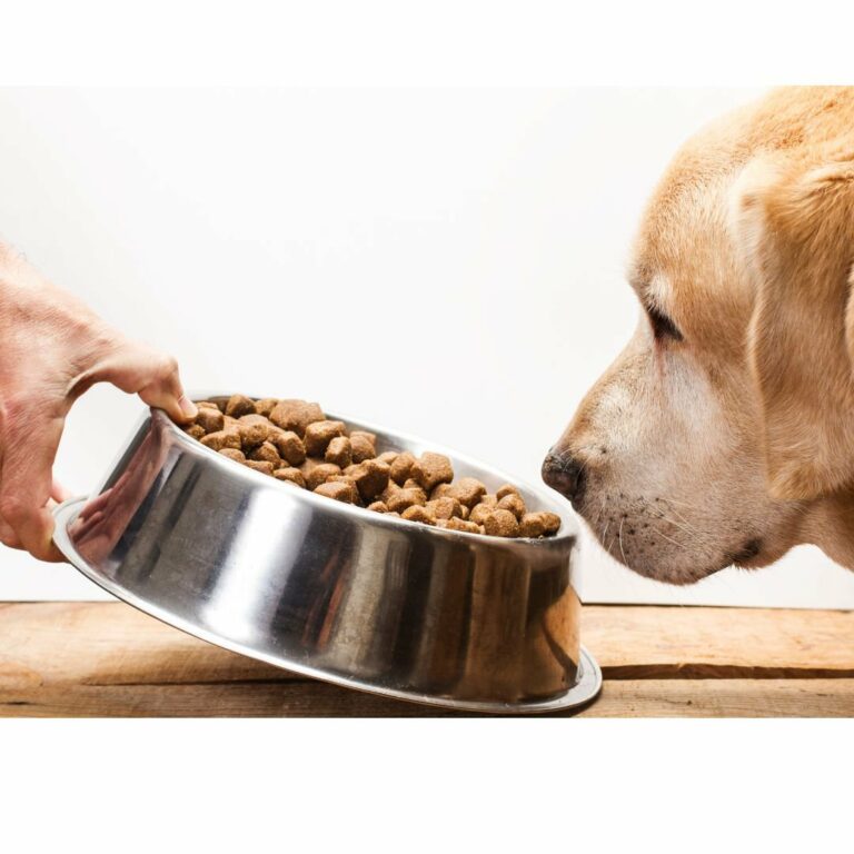 Bugs in Your Dog Food? What Could They Be? cover