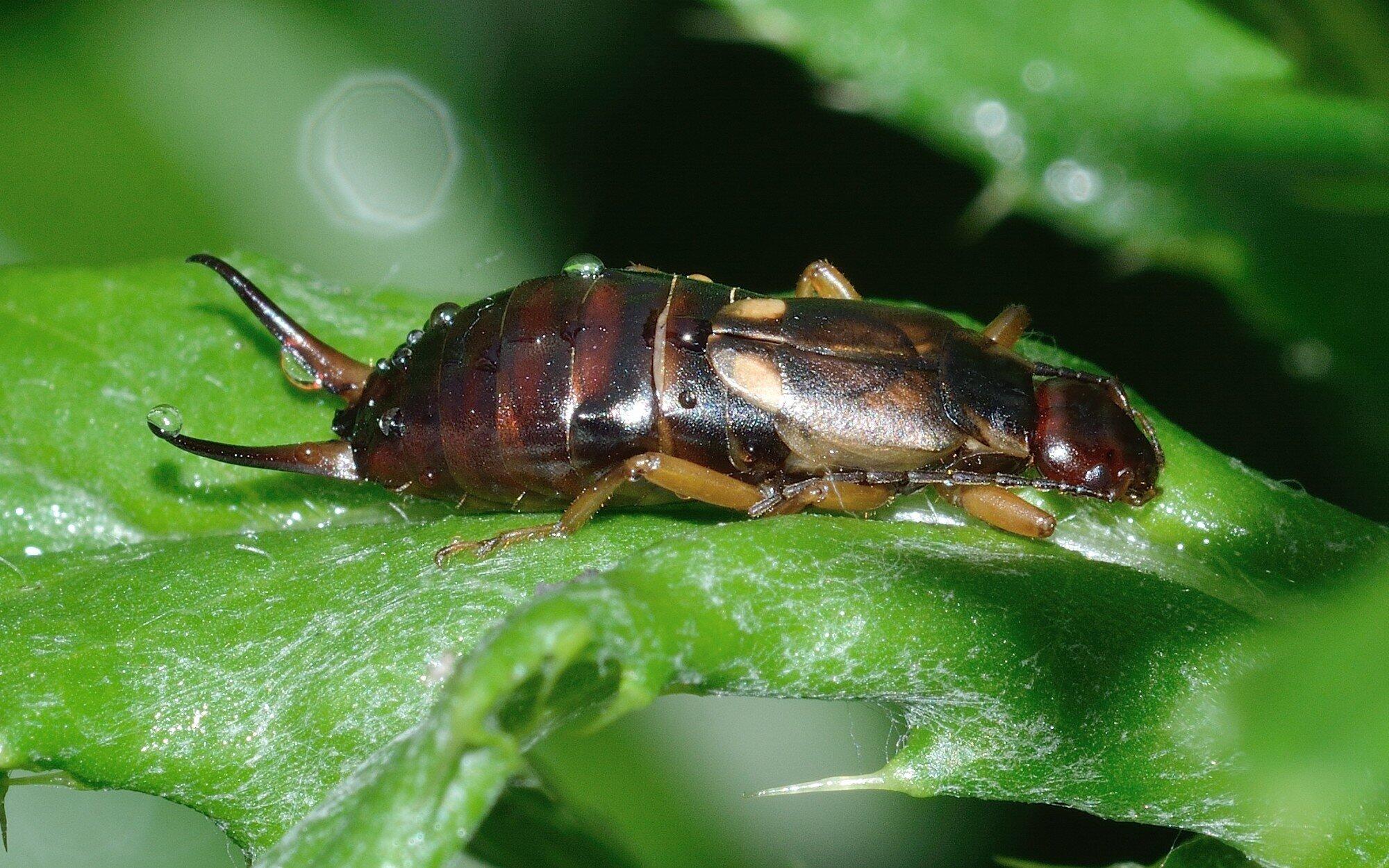 Protecting Your Garden From an Earwig Infestation: Tips and Tricks