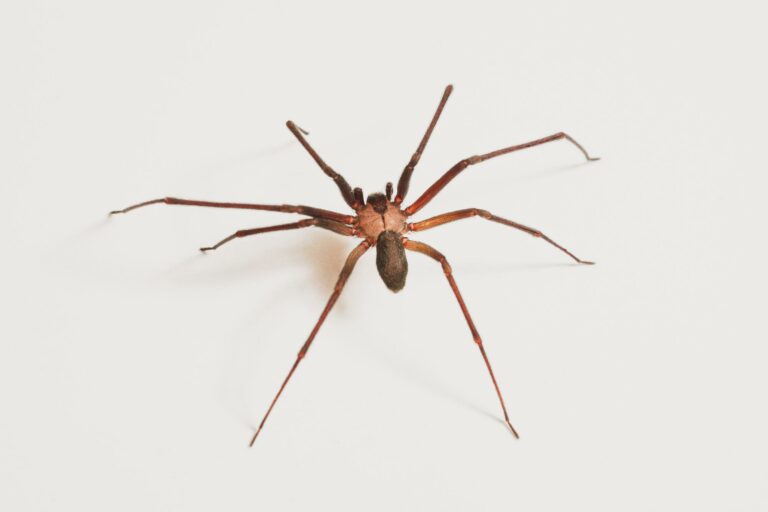 how to get rid of brown recluse spiders