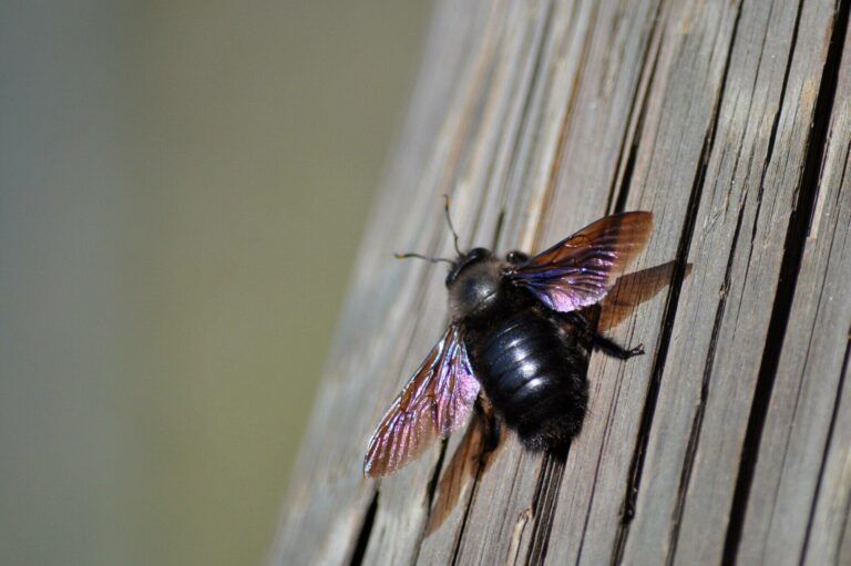 how to get rid of carpenter bees