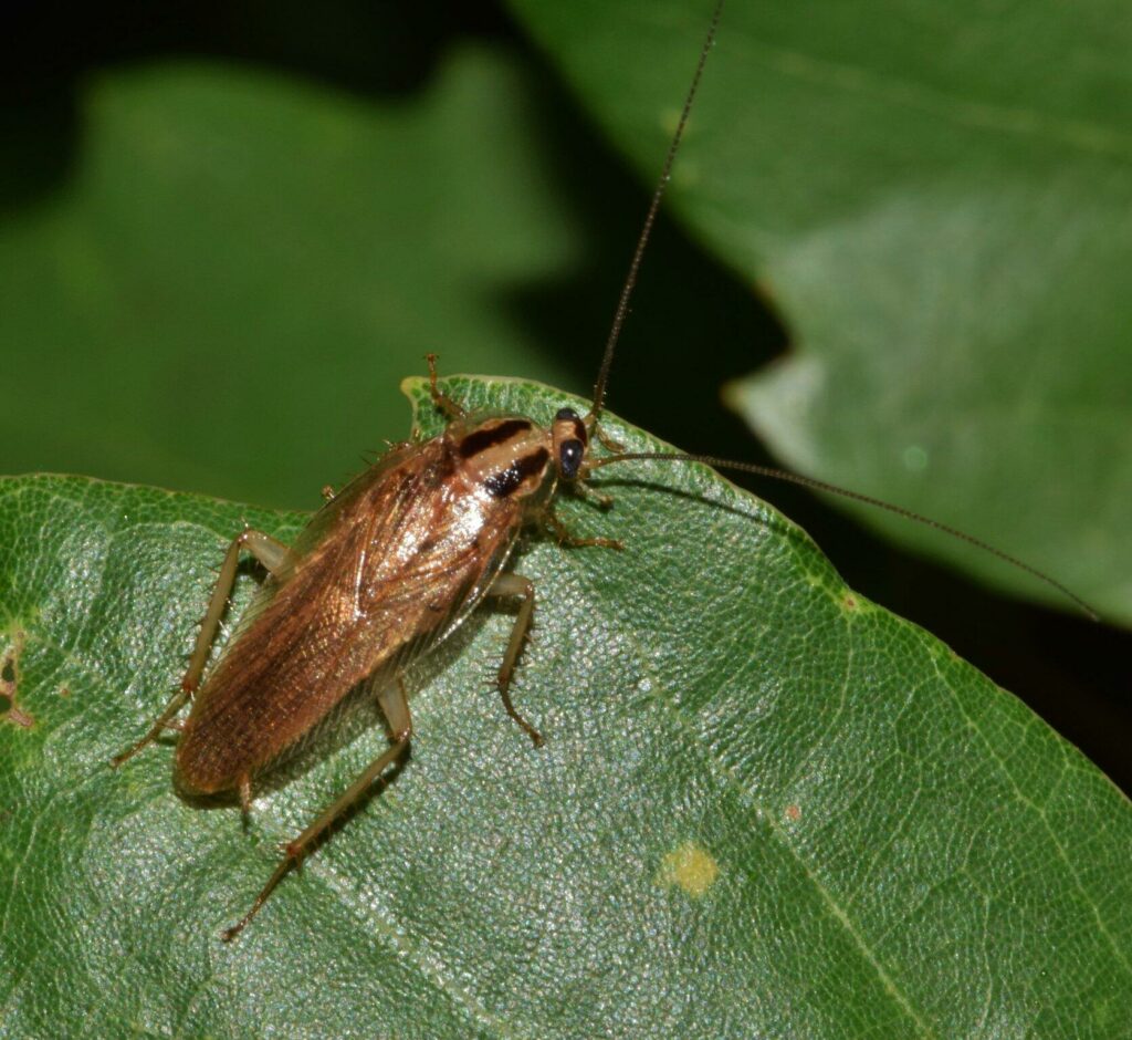 how to get rid of german cockroaches