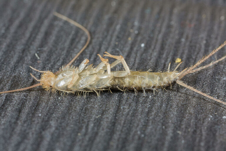 how to get rid of silverfish