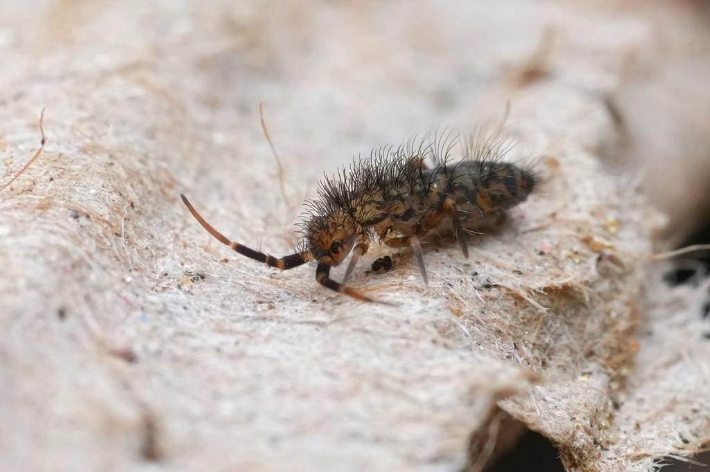 How to Handle Springtails in Florida Homes cover
