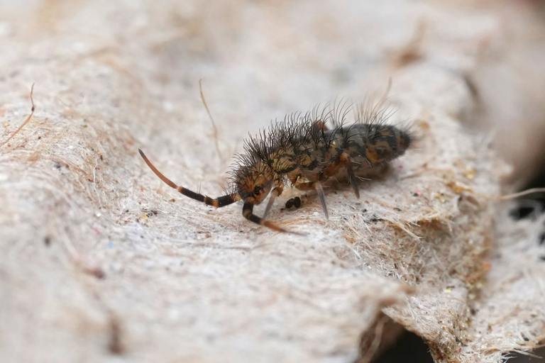 How to Handle Springtails in Florida Homes cover