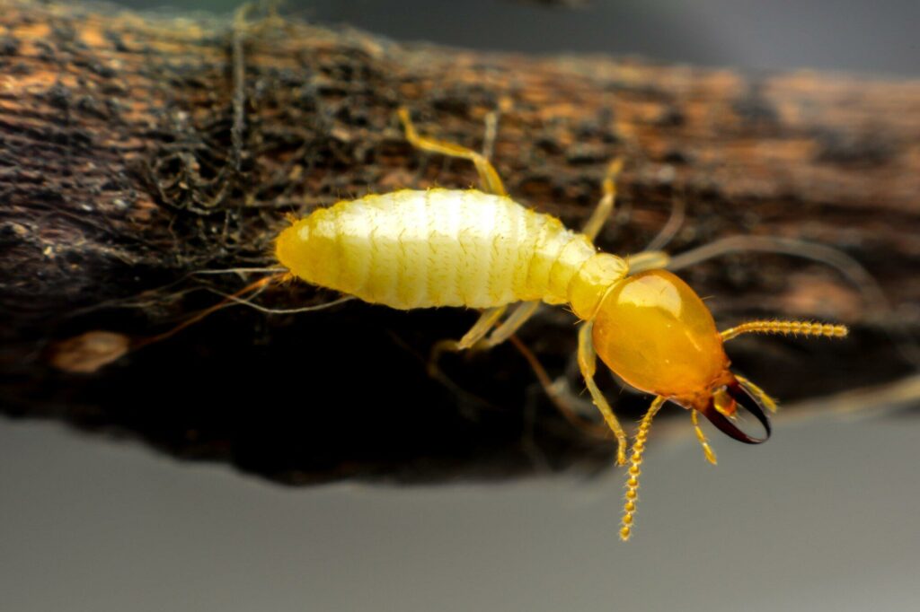 termites in ceiling